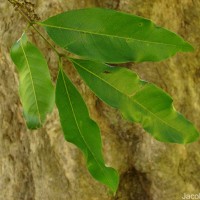 Glenniea unijuga (Thwaites) Radlk.